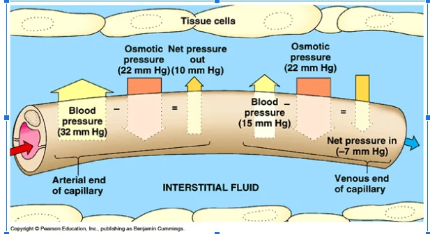 The lymphatic system consists