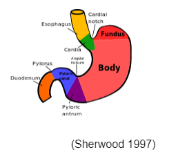Stage two: Stomach