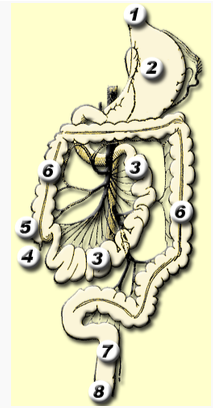 Stage three: Small Intestine