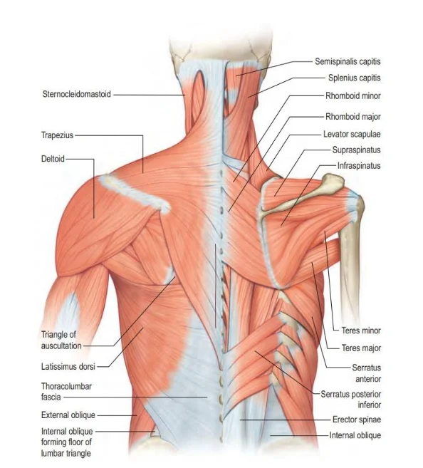 Structure of Shoulder Griddle