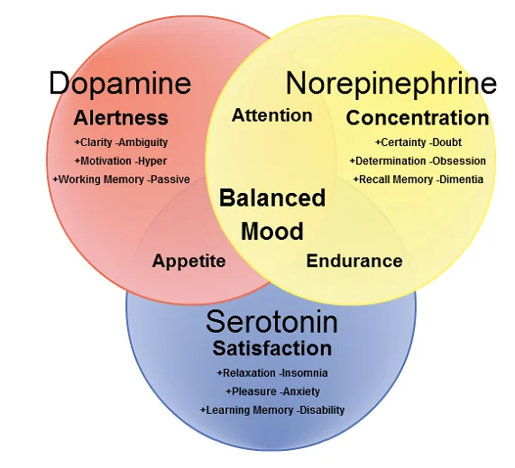 Interaction between brain histamine and serotonin, norepinephrine, and dopamine systems