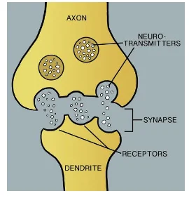 Nerve impulse relayed through synapse