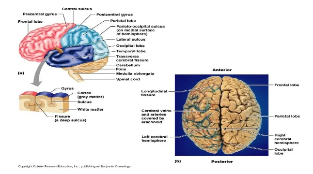 Anatomy of the Brain