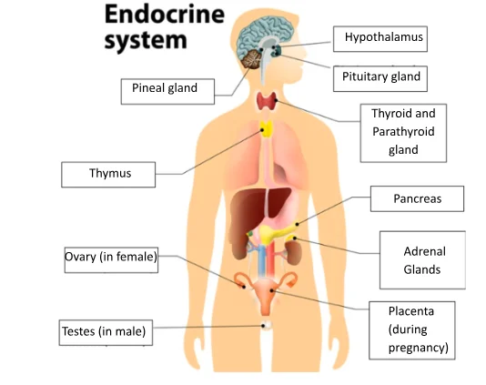 Image of the glands of endocrine system