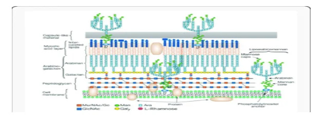 Cell envelope of mycobacteria6