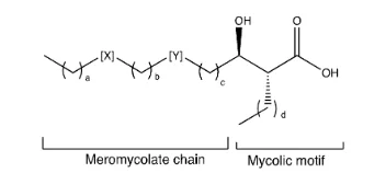 General structure of mycolic acids