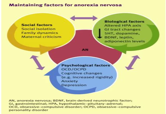 Social, biological and psychological risk factors for anorexia nervosa