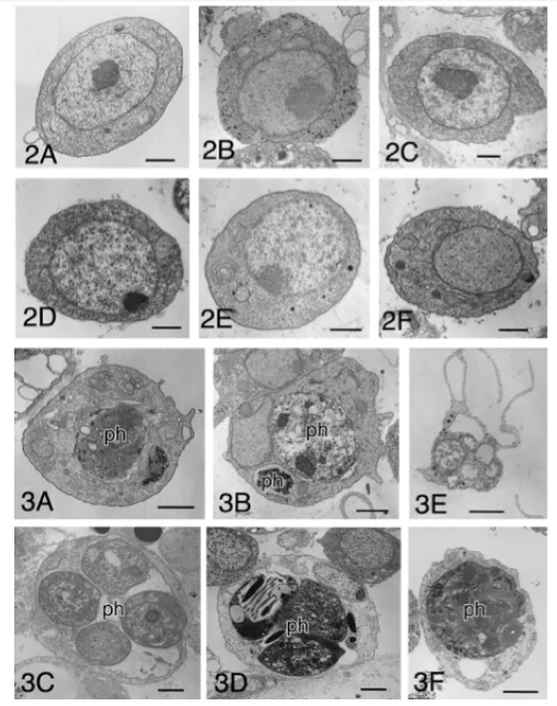 Hemoblast of B. primigenus (A), B. scalaris