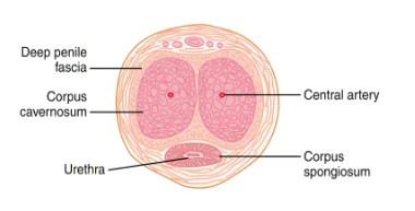 Illustration (Axial view) of normal penile anatomy
