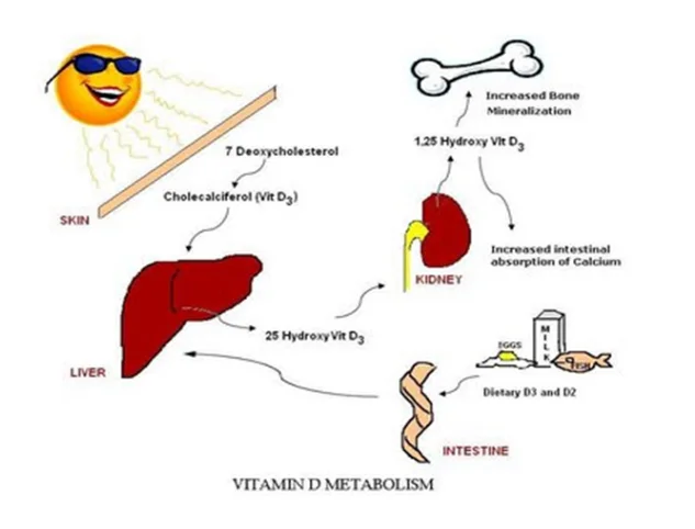 illustration of vitamin D flow and its significance in uptake in the human body