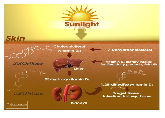 representation of how the 7-dehydrocholesterol absorbs energy from UV light