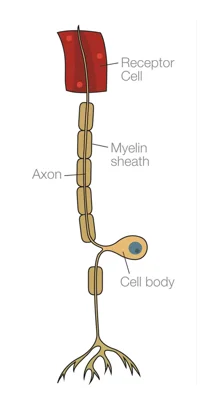 Sensory Neuron