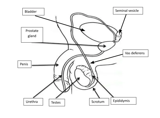 Labelled diagram of male reproductive organ