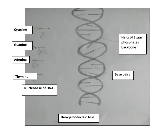 Structure of DNA