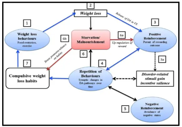 Self-starvation process in Anorexic bodies