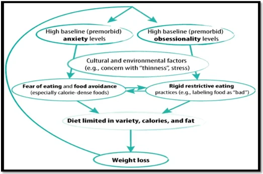 A model of Anorexia Nervosa