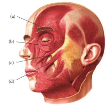 Facial muscles, Sources; game technology
