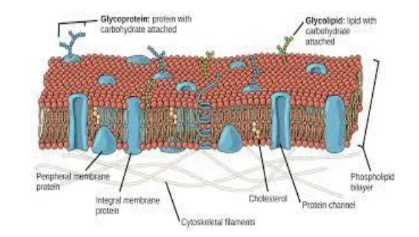 Fluid Mosaic Model