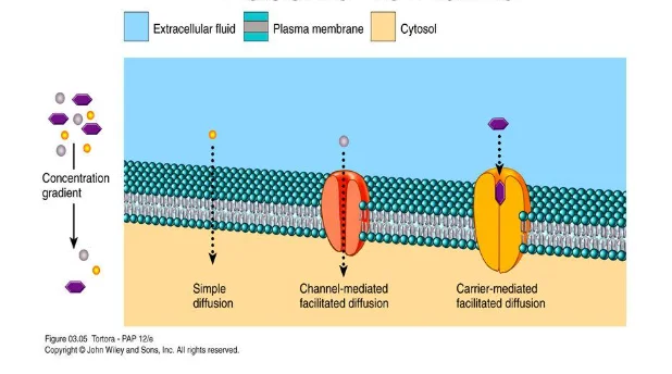 Active and Passive Transport