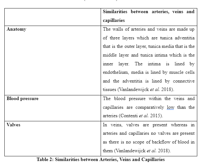 Similarities between Arteries, Veins and Capillaries