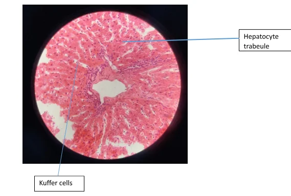 A section showing lamb liver stained with H&E, x400