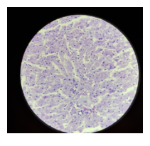 A section showing lamb liver stained with PAS D, x400
