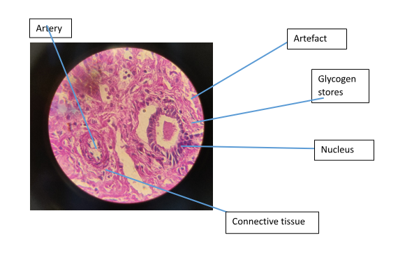 A section showing lamb liver stained with PAS, x1000.