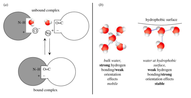 Hydrogen Bonding