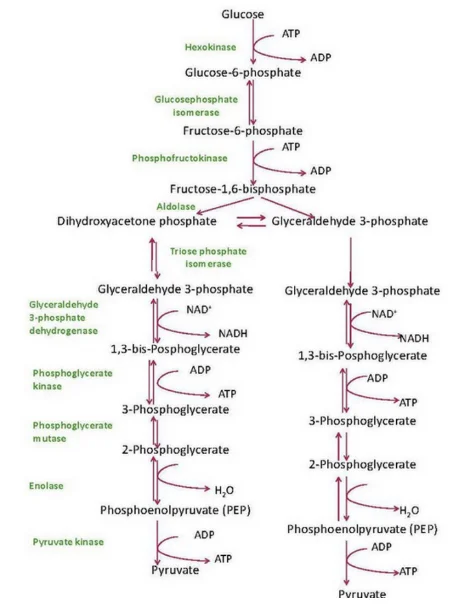 Glycolysis