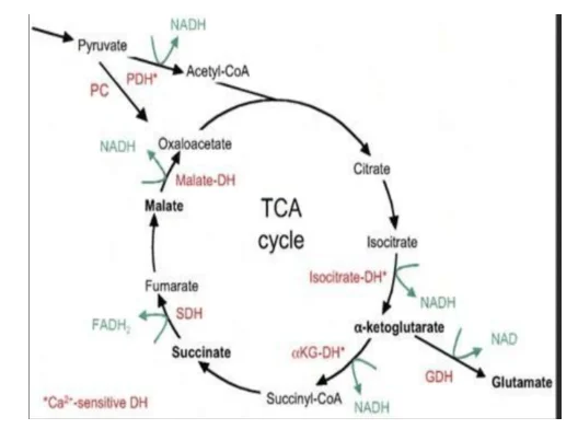 Tricarboxylic cycle