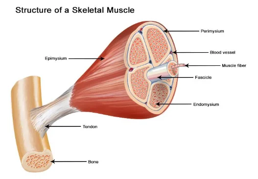 Structure of a Skeletal Muscle