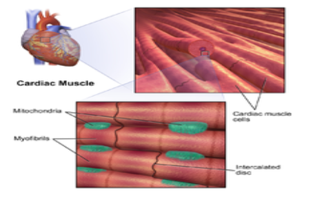 Structure of Cardiac Muscle Tissue