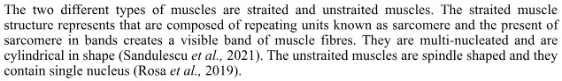 Straited Muscle Structure