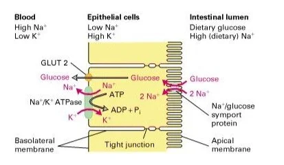  Homeostatic glucose control