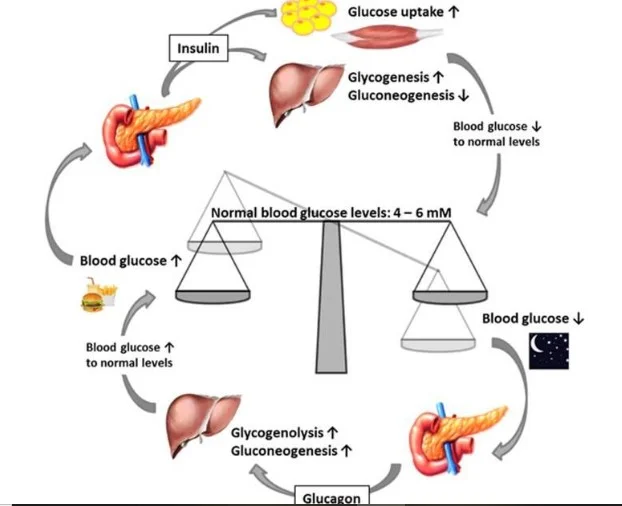 Insulin resistance is caused by a variety