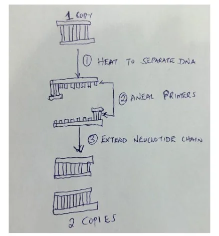 Genetic sequencing procedure