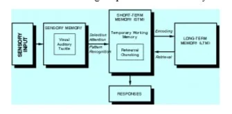 Information processing model in humans