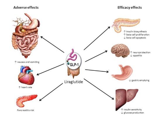  Effects of the compound liraglutide along with the adverse reactivities