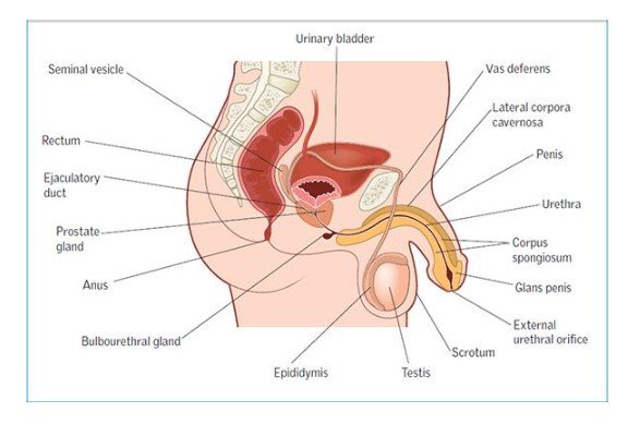 Male Reproductive System