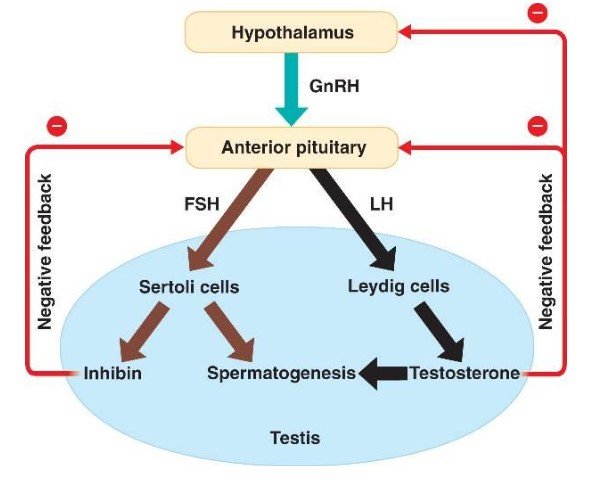 Hormones during Spermatogenesis