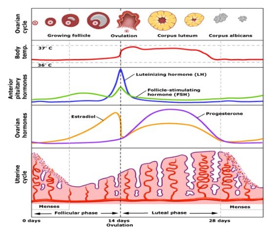 Hormones in Menstrual Cycl
