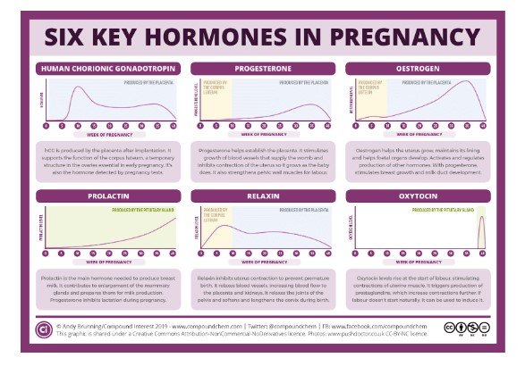The role of hormones in pregnancy