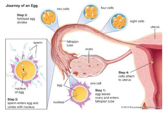 Process and sequences of events during fertilisation