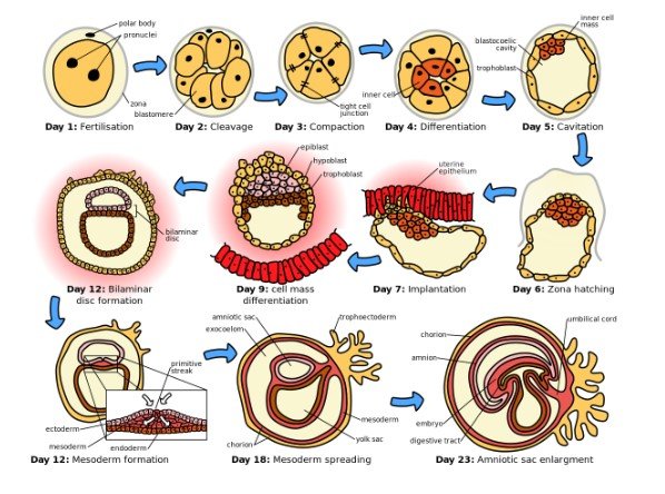 The process and sequence of childbirth includes four stages