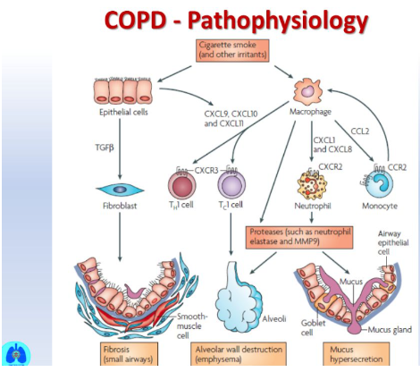 Pathophysiology of COPD