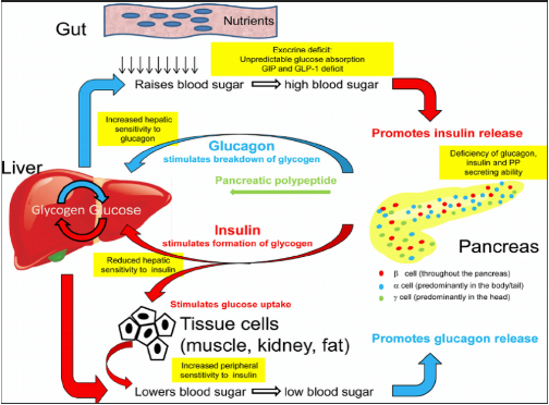 Pathophysiology of Diabetes