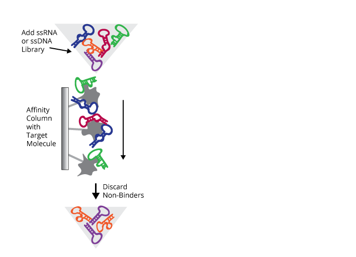 SELEX Aptamer Selection