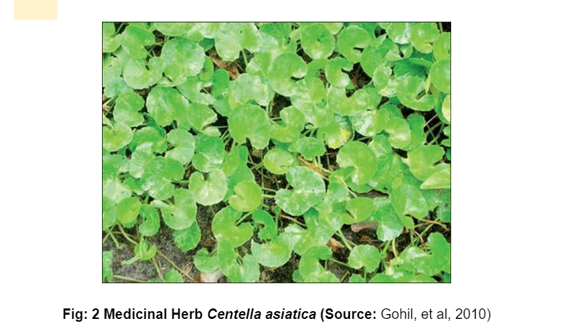 Medicinal Herb Centella asiatica
