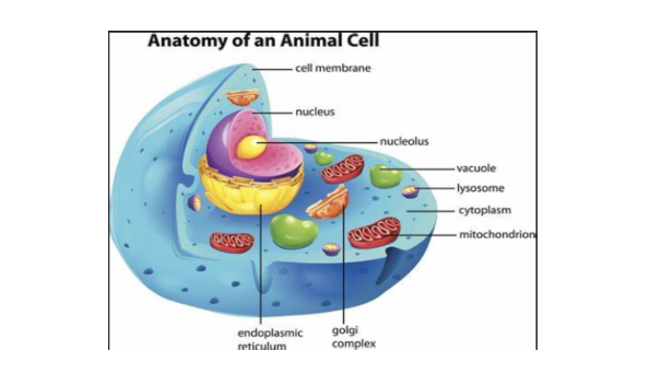 cell